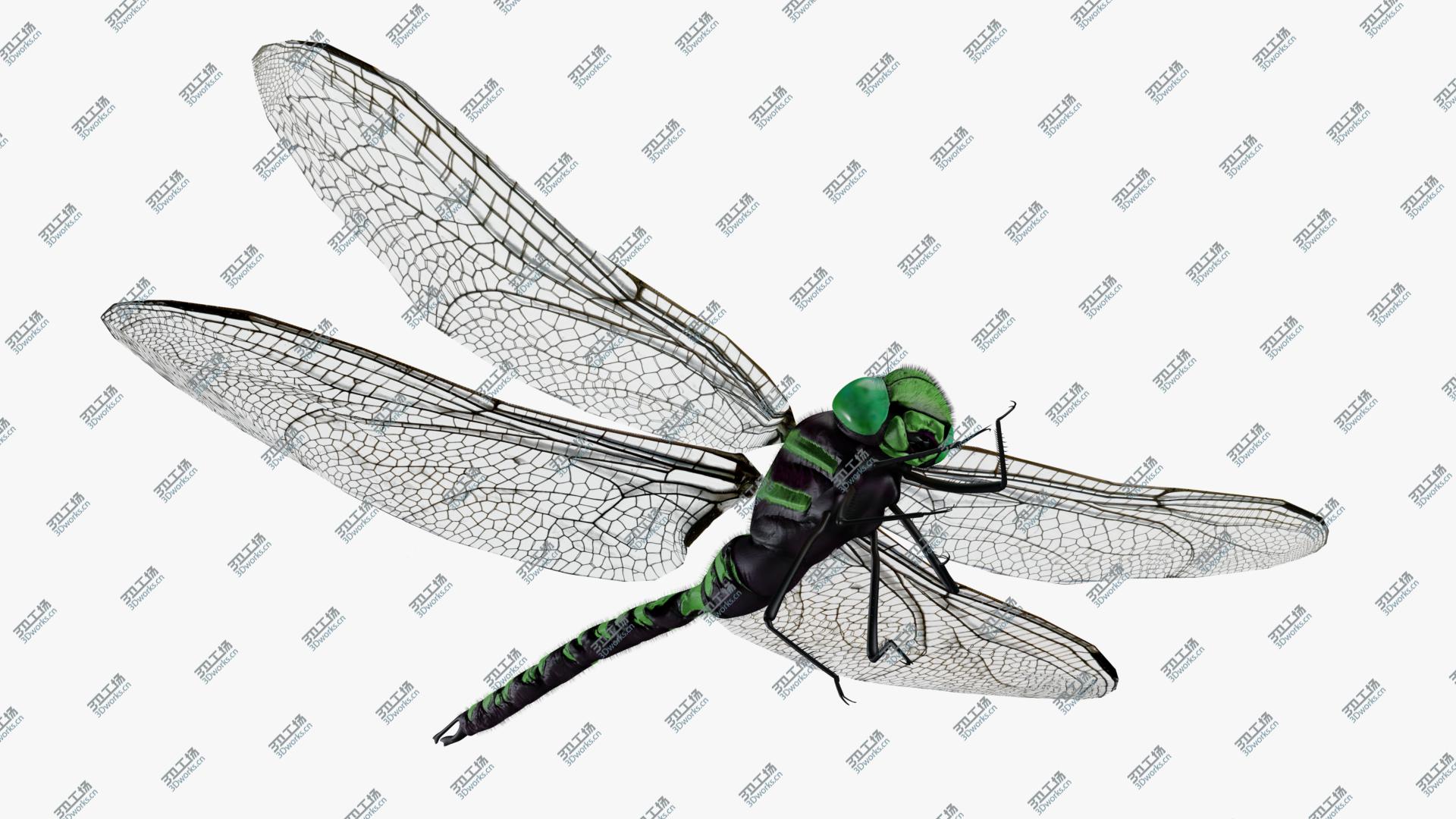 images/goods_img/202104093/Green  Aeshna dragonfly 3D model/2.jpg